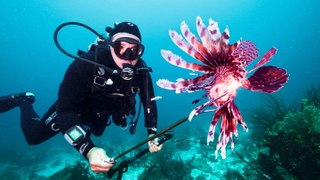 Lionfish have invaded the Caribbean. Can we spear and eat enough of them?