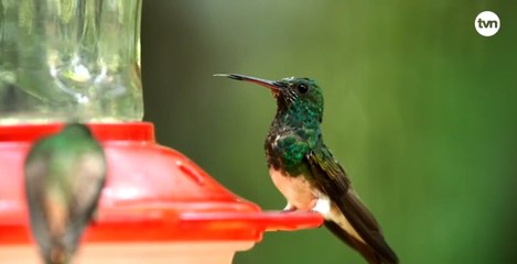 Mundo Verde: Los colibríes
