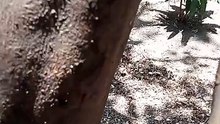 Hamtik ' Abuhos. Red Ants !