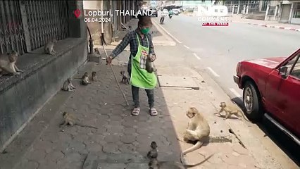 تايلاند تضع خطة لإنهاء الحرب الأهلية مع "القردة"