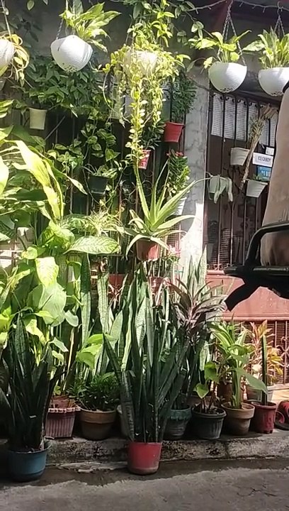 plants