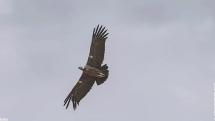 Héroïnes de la nature en Argentine 🦅