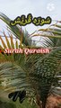 Surah Al Quraish | Tilawat quran pak | Tilawat Surah Quraish | Learn Quran