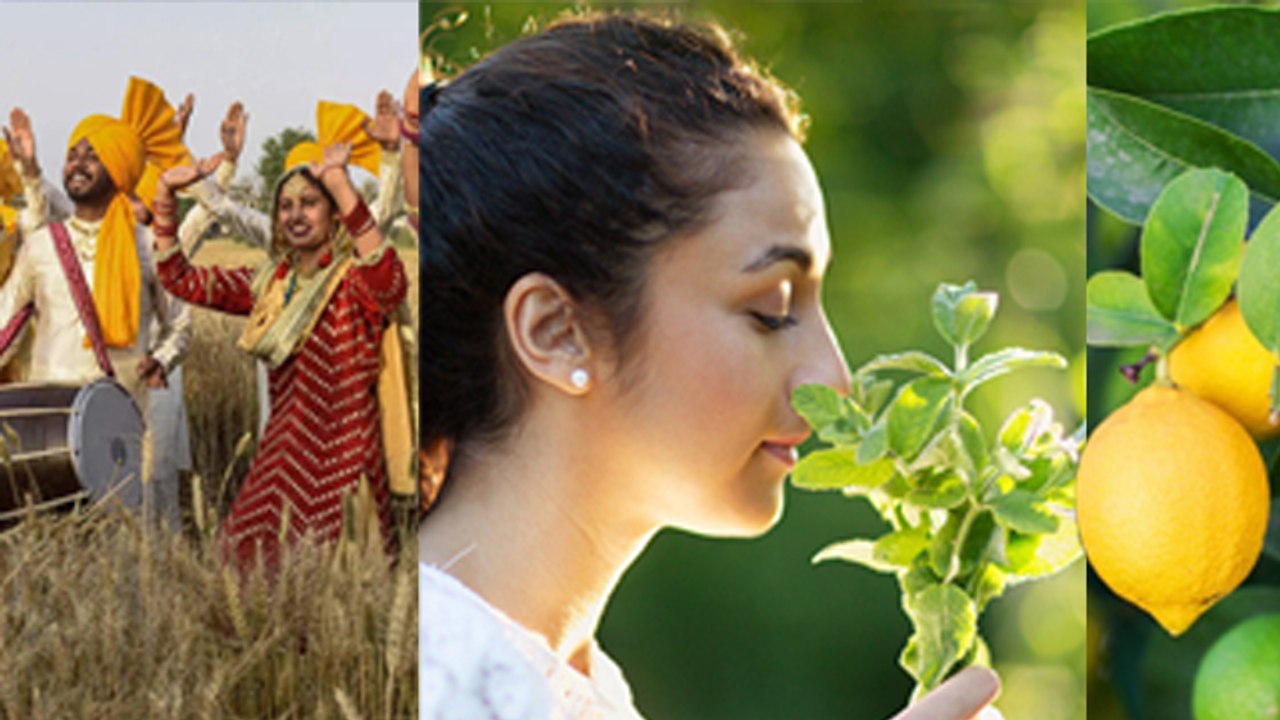 बैसाखी पर उत्तराखंड में नींबू के पत्ते क्यों सूंघते है|Nimbu Ke Patte Ko Sunghne Se Kya Hota Hai