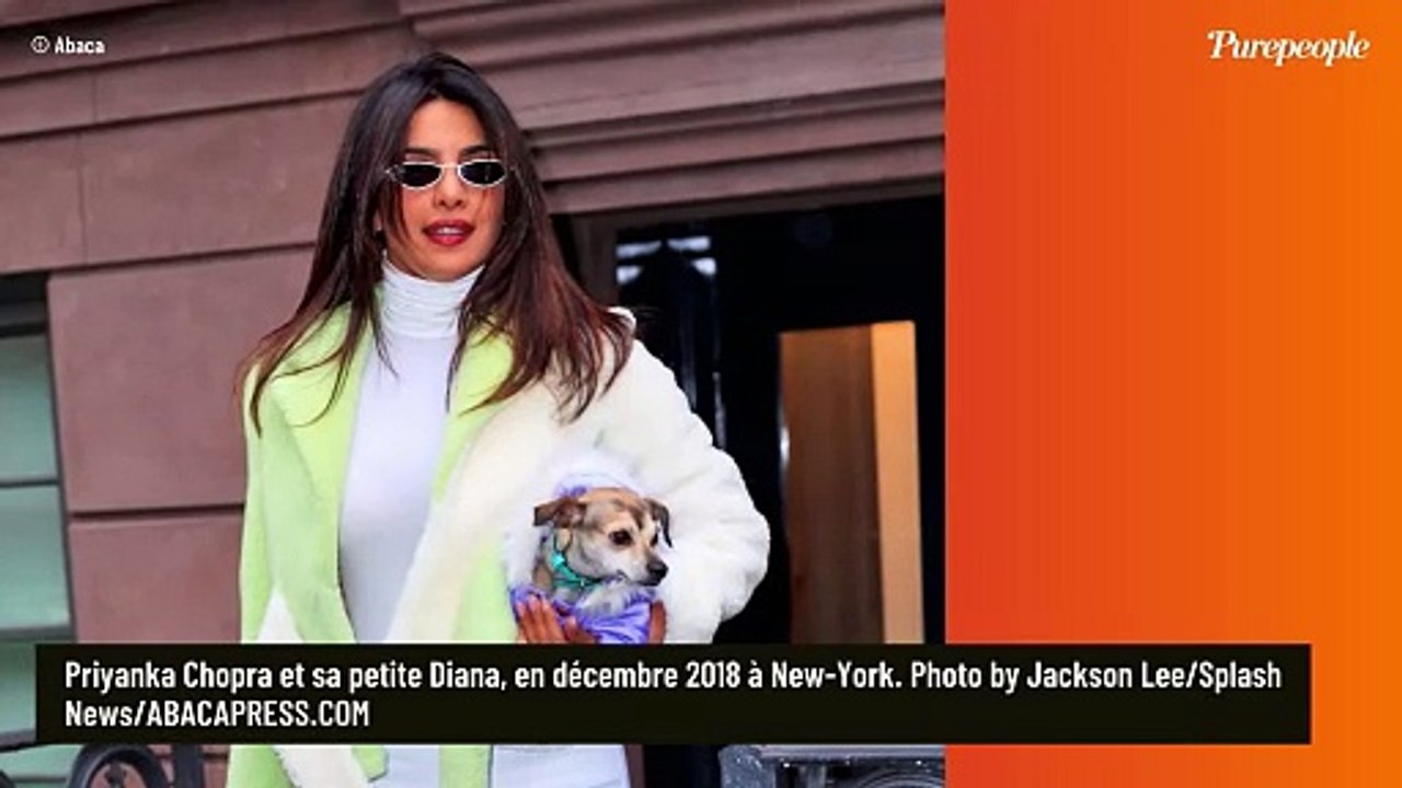 PHOTOS : Demi Moore, Frédérique Bel, Justin Bieber, Orlando Bloom... Toutes les stars raffolent des mini-chiens !