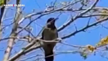 Beylikdüzü’nde ağaca konan karga “Allah-u Ekber” diyerek bağırdı