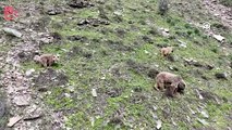 Kış uykusundan uyanan bozayı ve yavruları görüntülendi