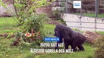 Schon seit vor der Mauer in Berlin - Ältester Gorilla der Welt: Fatou feiert 67. Geburtstag