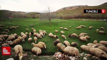 Tunceli'de köylüler baharın müjdecisi oğlak ve kuzulara özenle bakıyor