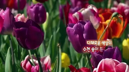[지구촌톡톡] 봄 알리는 이스탄불 '튤립의 향연'