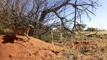Episode 05 - Kalahari Meerkats