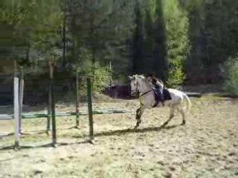 crin d'or 2007 trec branches basses