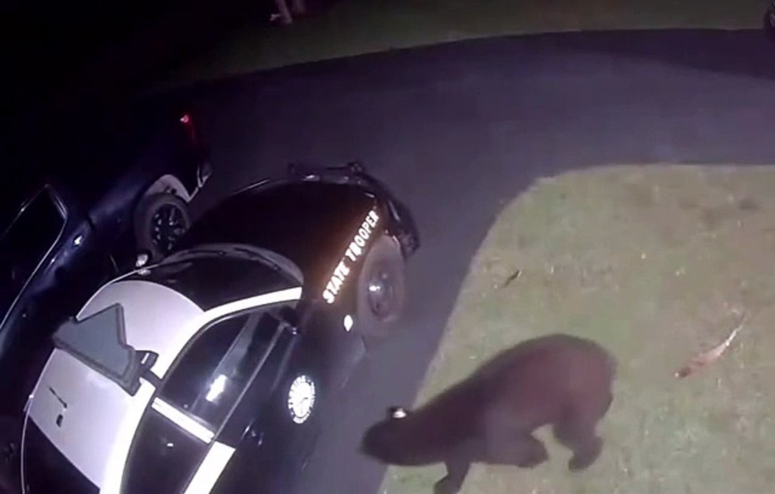 urso, polícia