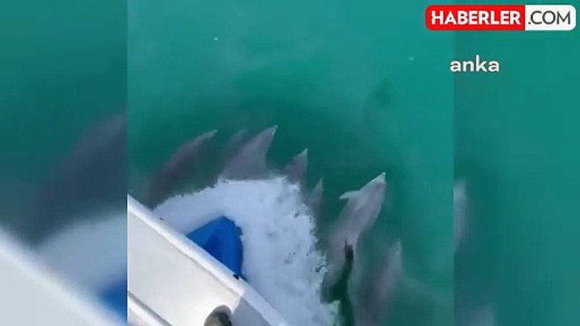 Sinop'ta balıkçı teknesine yunuslar eşlik etti