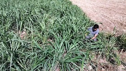 Napier grass increases milk production of animals
