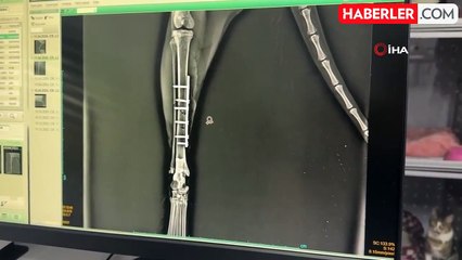 Apartmanın 7. katından düşen kedi ameliyatla sağlığına kavuştu