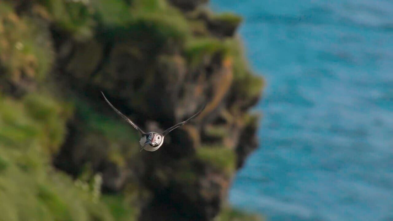 Islande, le sanctuaire des macareux vidéo bande annonce