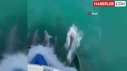 Sinop'ta yunusların dansı görsel şölen oluşturdu