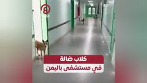 كلاب ضالة في مستشفى باليمن