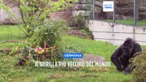 Berlino, la gorilla Fatou compie 67 anni