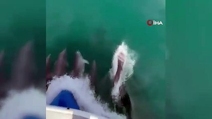 Sinop'ta teknenin önüne bir anda çıktılar, gözden kayboldular!