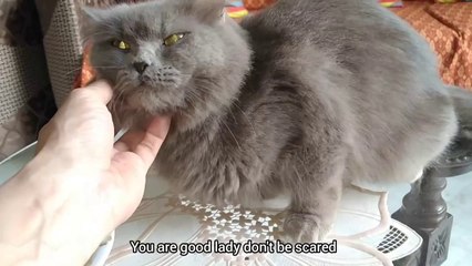 Nursing Mother Is Hungry But She Is Very Scared Of Strangers And Noises