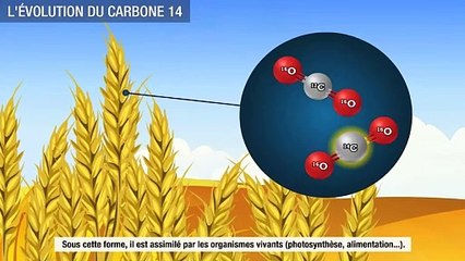 La datation par le carbone 14