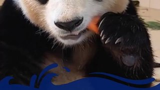 大熊貓福寶干飯，太香了！Giant Panda Fubao eats very well.