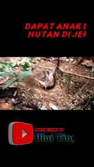 Berburu Babi Hutan||Hutan Borneo
