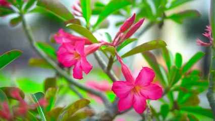 Karaoke Liên Khúc Trữ Tình Tone Nam Dễ Hát - Đêm Tâm Sự - Chỉ Có Bạn Bè Thôi