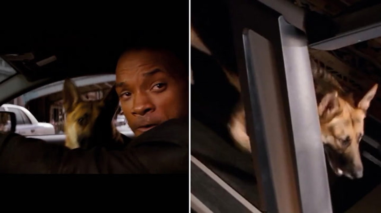 Will Smith pays loving tribute to I Am Legend dog with poignant video montage