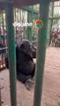 بيكتب ويرقص.. القرد كوكو يجذب زوار حديقة الحيوان في الفيوم…
