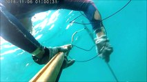spearfishing cuttlefish