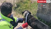 Başını klozet kapağına sıkıştıran köpek belediye ekipleri tarafından kurtarıldı