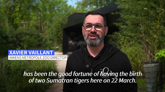 Check-up day for two rare Sumatran tiger cubs born in a French zoo