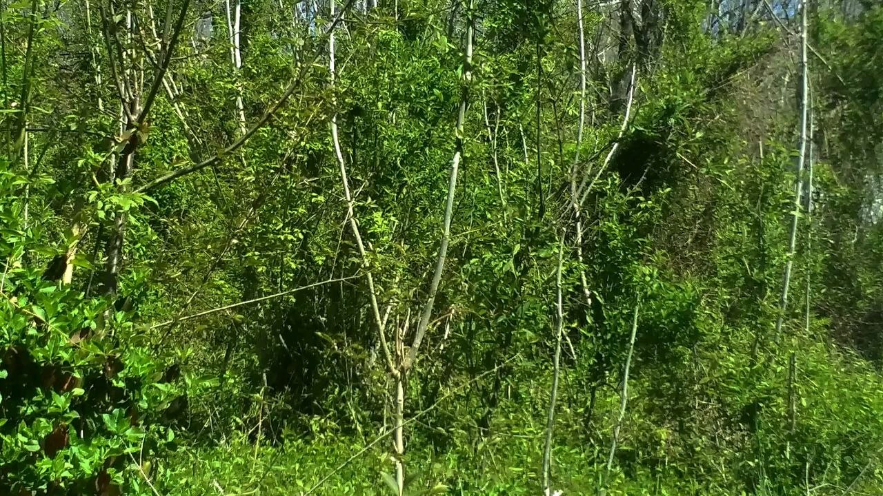 go go bird and hunter show