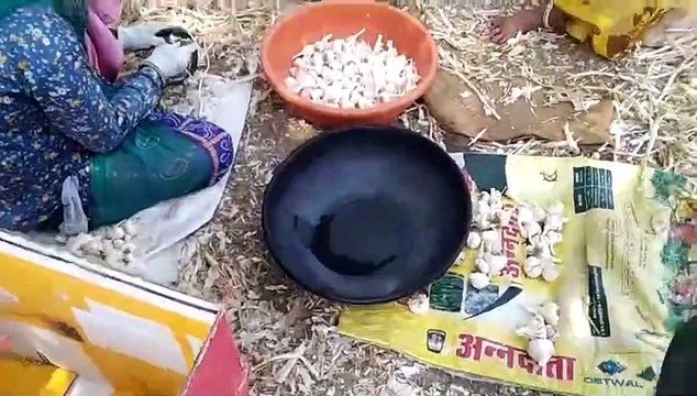 Garlic gave strength to the farmers, good price and yield brought glow on their faces