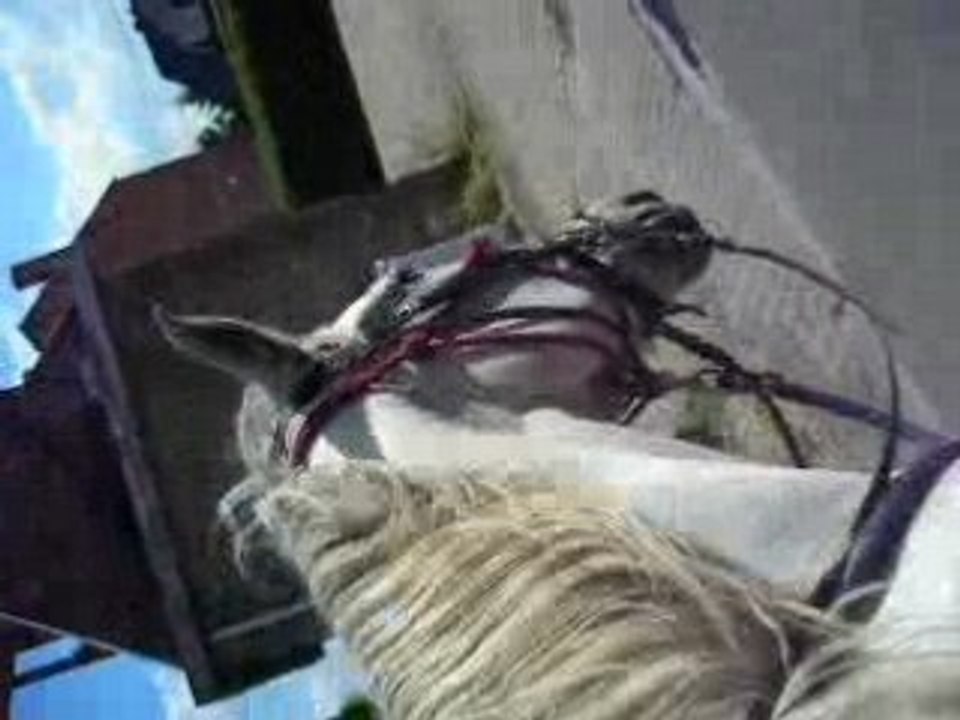 ballade à cheval en juillet 2007