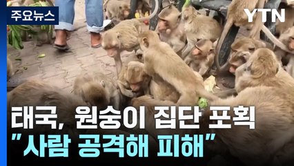 '원숭이 축제' 열던 태국, 이제는 "잡아 가둔다"...이유는? / YTN