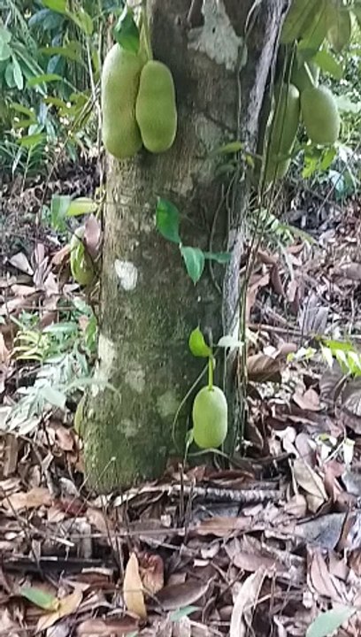 Buah Cempedak