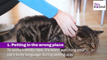 Understanding Why Cats Sometimes Bite Unprovoked 🐱