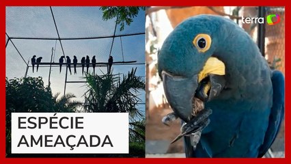 Nove araras-azuiss-de-lear são devolvidas à natureza na Bahia