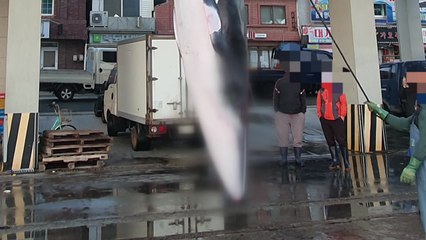 경북 영덕 해상서 밍크고래 혼획...8천700만 원에 위판 / YTN