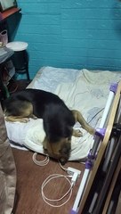 loneleness of my dog bear