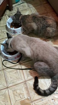 My cat.. eating cat food