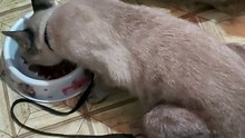 My cat.. eating cat food