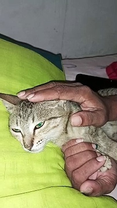 My cat love