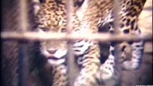 Zoo di Roma 1966