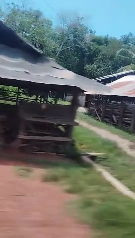 Kandang Kerbaunya Kosong