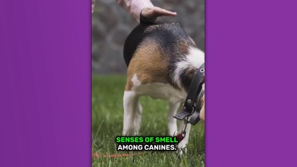 Revolutionize Video Marketing with Dutch AI Video Generator